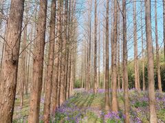 -江苏三台山国家森林公园