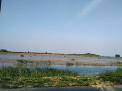 -泗洪洪泽湖湿地景区