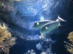 -新加坡海洋生态馆