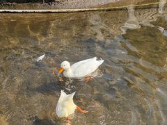 -横道河子东北虎林园