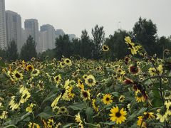 -长白岛森林公园