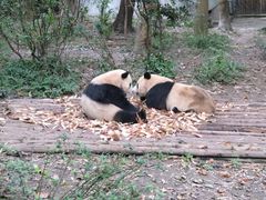 -成都大熊猫繁育研究基地