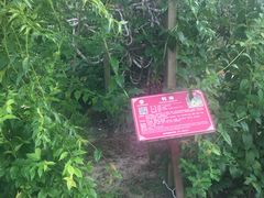 -广西壮族自治区药用植物园