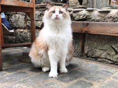 -喵屿·大理花园猫咖