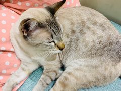 -藏猫猫咖啡主题馆(中央大道店)