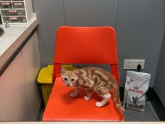 -伟伟宠物医院·瑞派猫友好医院·猫科(光谷店)