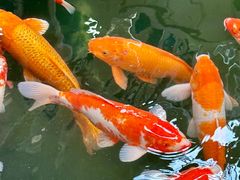 -南宫五洲植物乐园