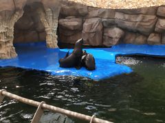 -华夏文旅海洋公园