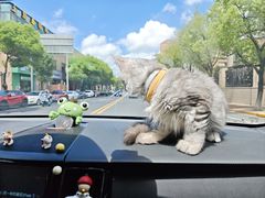 -翊宠yipet猫狗购宠庄园