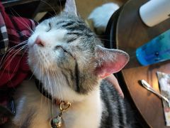 猫-李小姐の猫咖啡馆(五角场店)