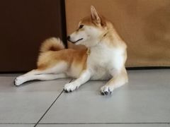 -柴务处·柴犬主题狗咖