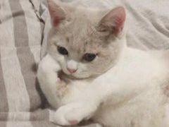 -吉野家(凯旋购物广场店)