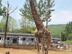 -大连森林动物园