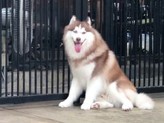 -TrueLove @ Neverland (Husky Cafe)