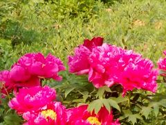 -洛阳郁金香牡丹园