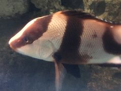 -苏州海洋馆