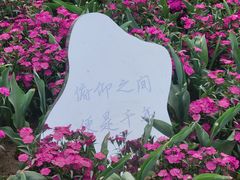 -荷兰花海