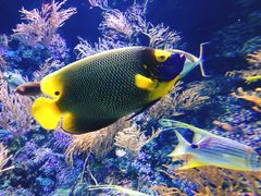 -新加坡海洋生态馆