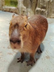 -Zoolung Zoolung动物主题公园(海信广场店)