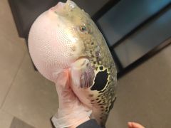 -鲐赏河豚(长寿店)