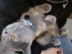 -创凡宠物医院·骨专科  猫科中心(西乡分院)