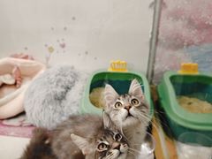 -糯米喵星人总部直营旗舰店·猫舍·幼猫出售