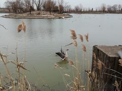 -盐城丹顶鹤湿地生态旅游区