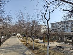 -桃花堤公园