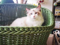 -70cat德文卷毛猫·缅因猫纯种猫舍