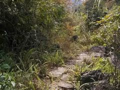 -南宁良凤江国家森林公园