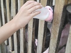 -广州长隆飞鸟乐园