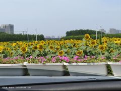 -白沟国际箱包城
