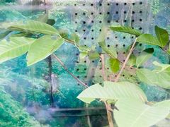 -上海大自然野生昆虫馆(东方明珠·爬宠昆虫探索中心)