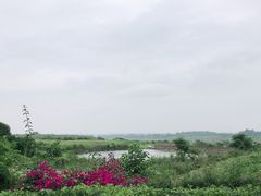 -空港花田景区
