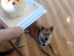 -柴犬高等学院·狗咖·柴犬售卖·宠物训练