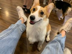 -柯斗斗主题餐厅·狗咖·围炉煮茶·茶饮(国瑞升平里店)