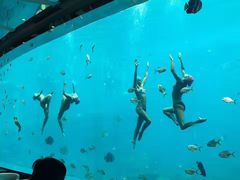-瑞德姆美人鱼海底演艺主题餐厅(亚龙湾店)