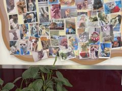 -顺强宠物诊所·狂犬免疫·夜诊·骨科(嘉定店)