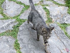 -静安公园(静安寺街道)