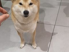 -柴务处·柴犬主题狗咖