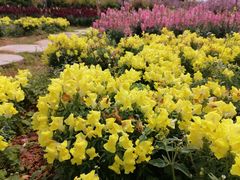 -天适樱花悠乐园