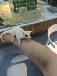 -Moni星球萌宠·小马宝莉·灵蛇·高端高阶全萌宠互动体验俱乐部(红豆国际广场店)