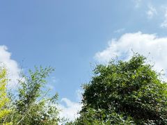 -老张烤羊(王哥庄店)