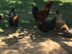 -鲁山国家森林公园