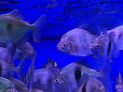 -华声天桥民俗文化园