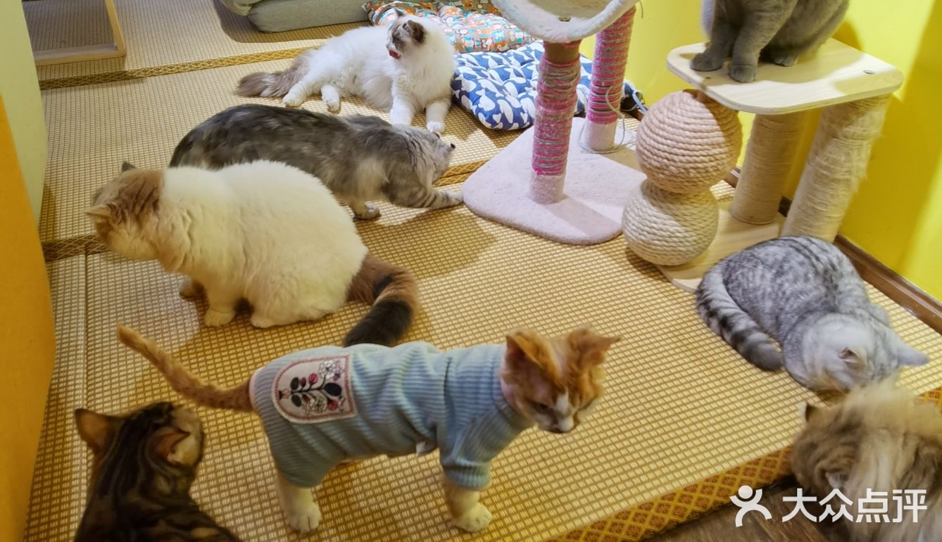 喜欢猫咪不得不来的一家店