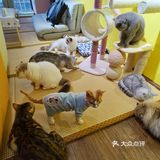喜欢猫咪不得不来的一家店