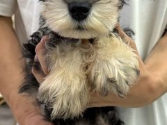 -翊宠yipet猫狗购宠庄园犬舍•猫舍