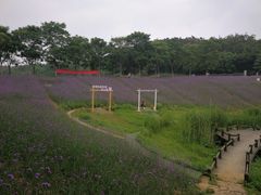 -大塘金香草谷