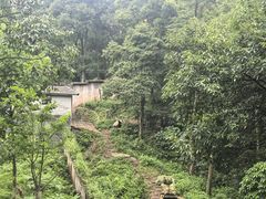 -中国大熊猫保护研究中心雅安碧峰峡基地